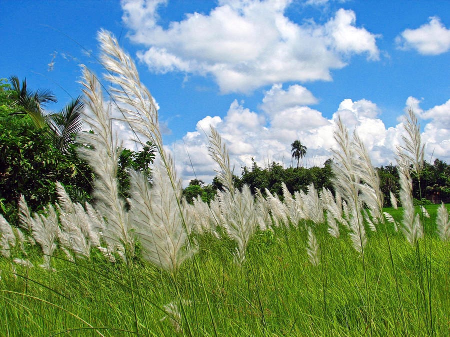 Kaash flowers swaying against an autumn sky